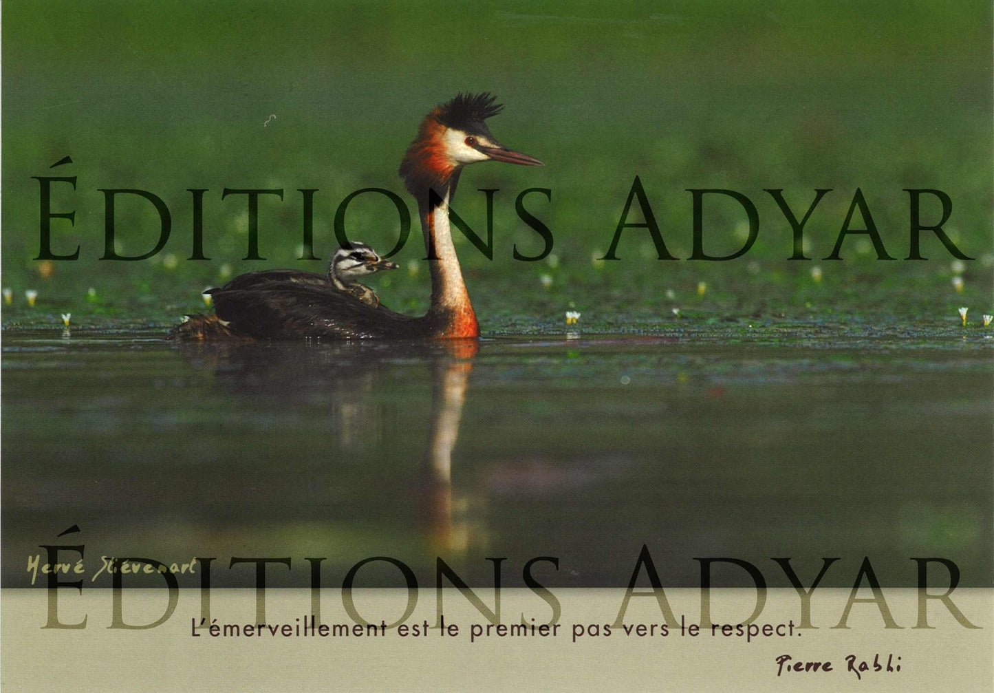 Carte de vœux « Émerveillement »