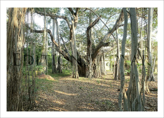 Carte de vœux « Banyan »